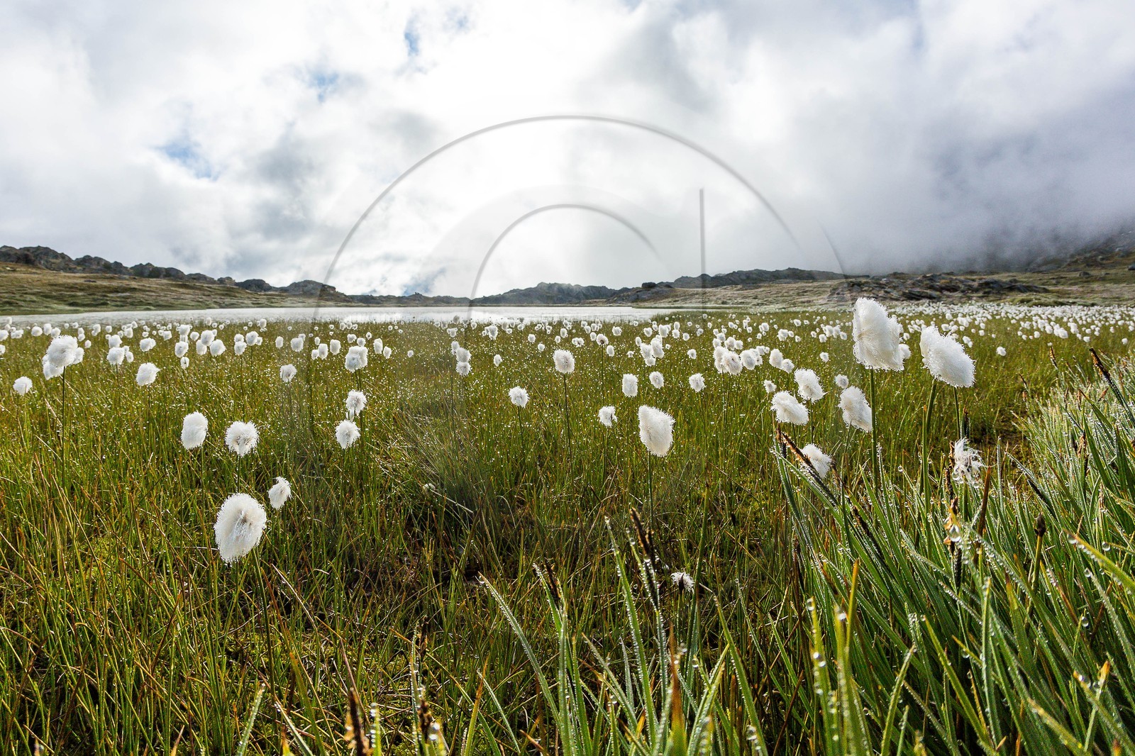 col du Longet, linaigrettes au Lac du Longet