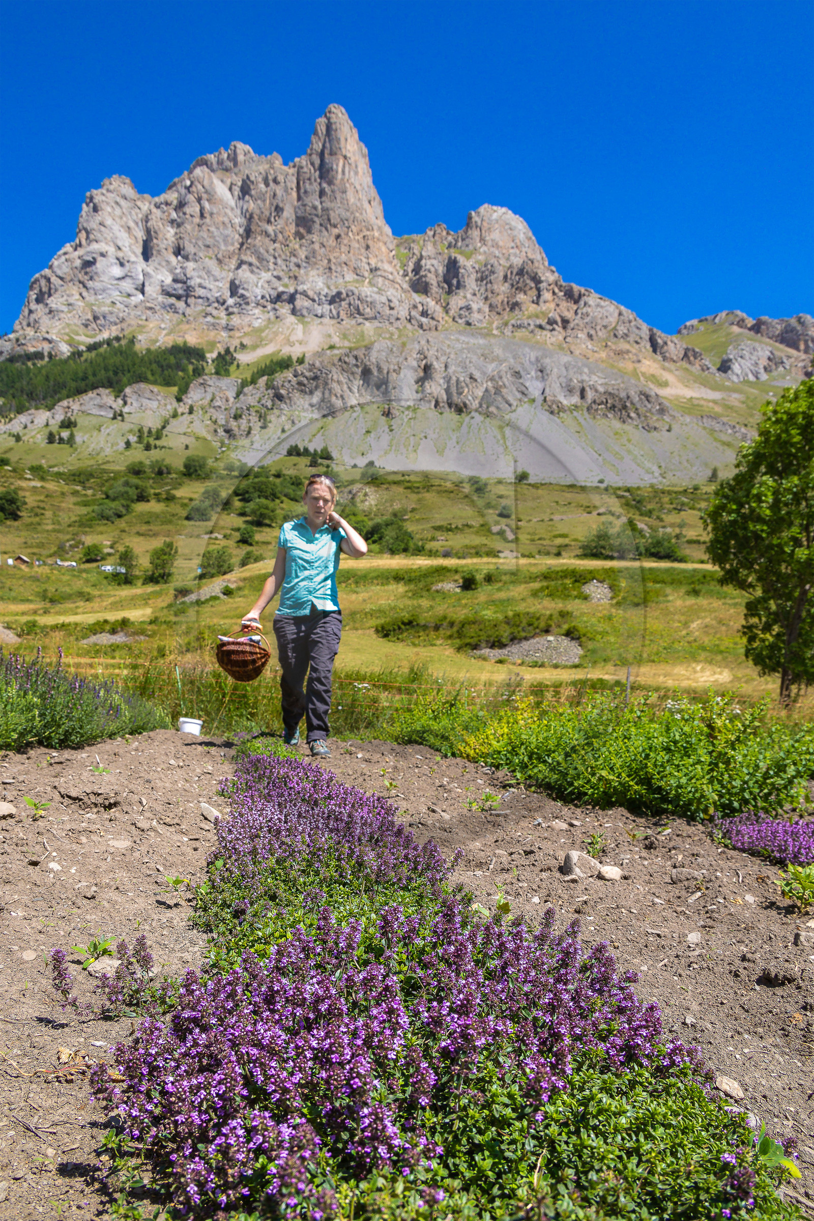 Les cueillettes du Lauzet