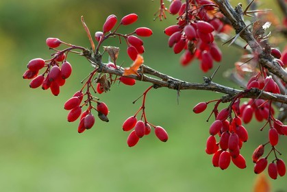 Les jardins des hautes terres de Anne Robichon