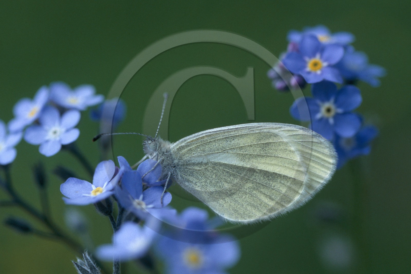 Papillon, Piéride du navet, Pieris napi
