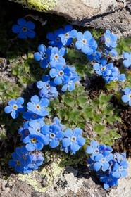 Eritriche nain, Eritrichium nanum