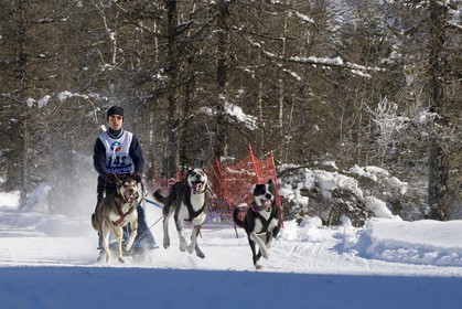 Chiens d'attelage