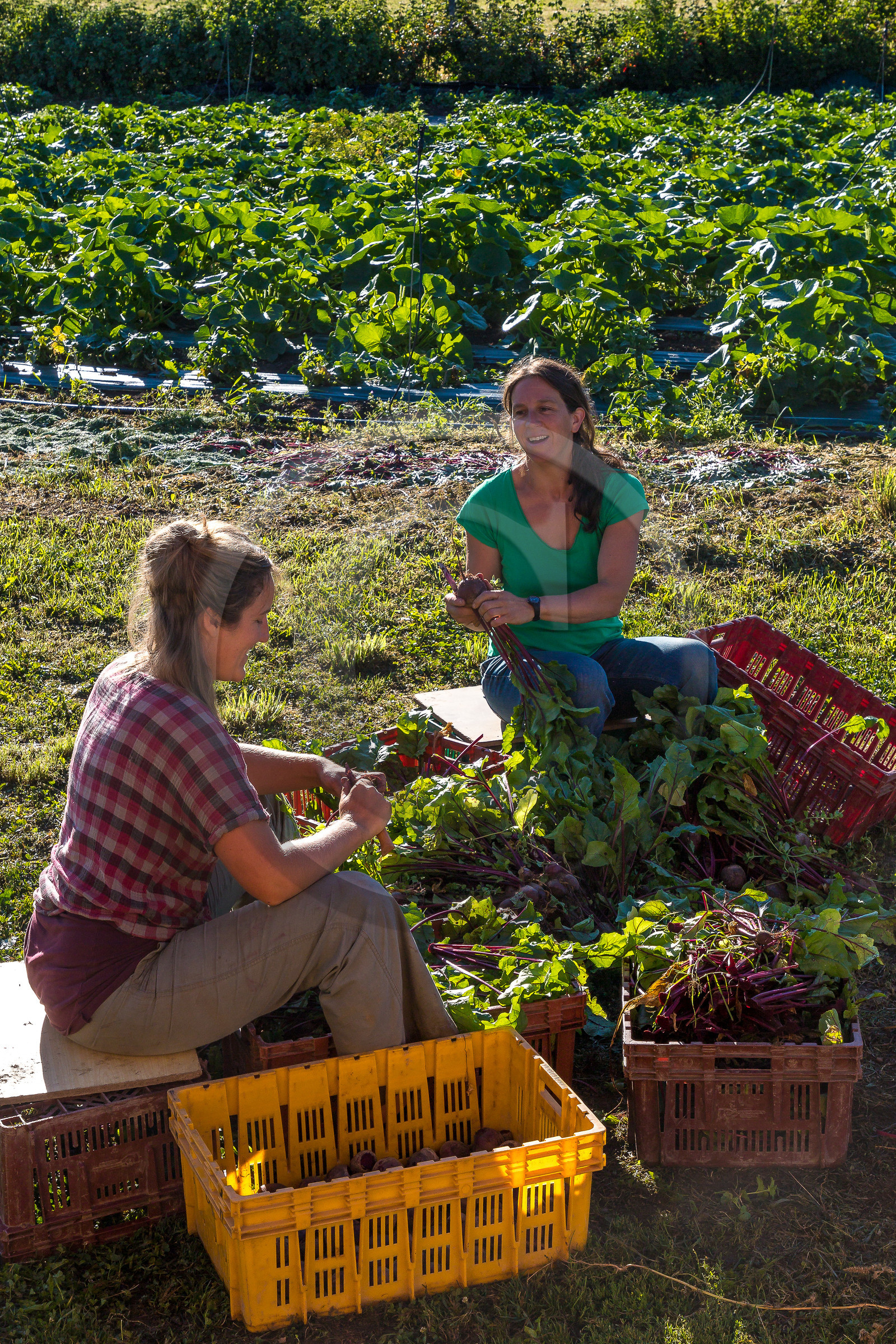 LéguMontagne, Sylvie Jaussaud et  Bertille Gieu, Maraîchères bio