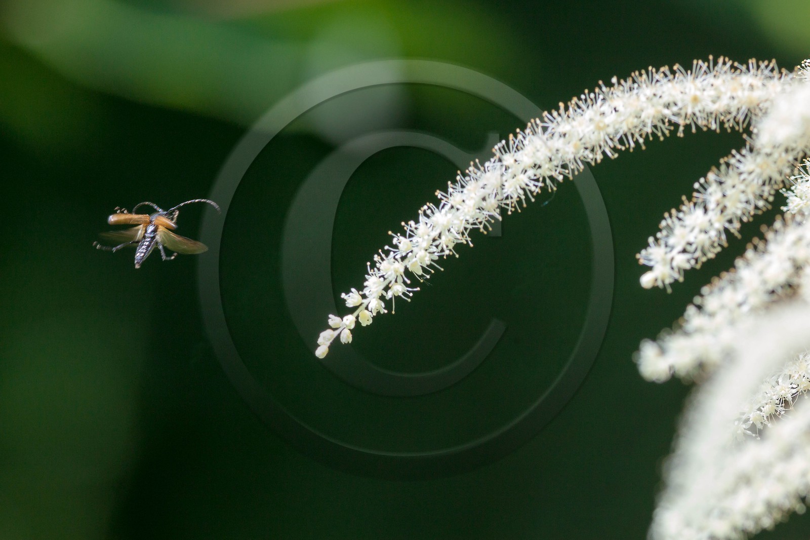Barbe de bouc, Aruncus dioicus