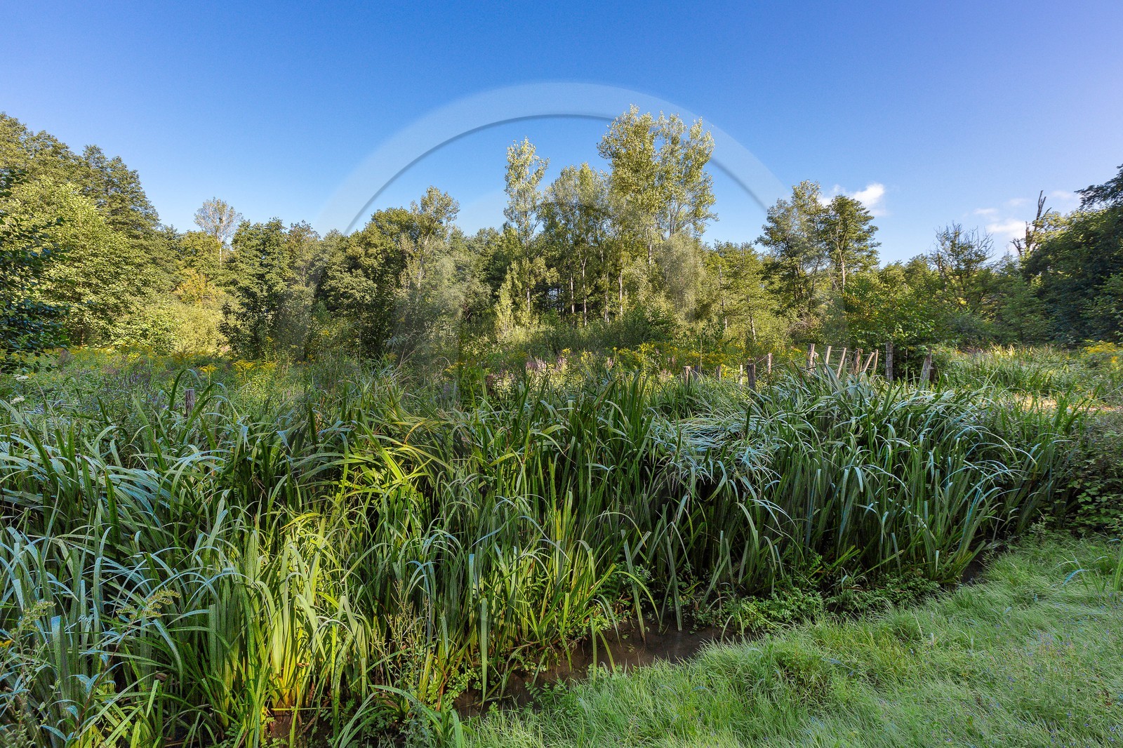 ENS de l'Isère, étang de Mai