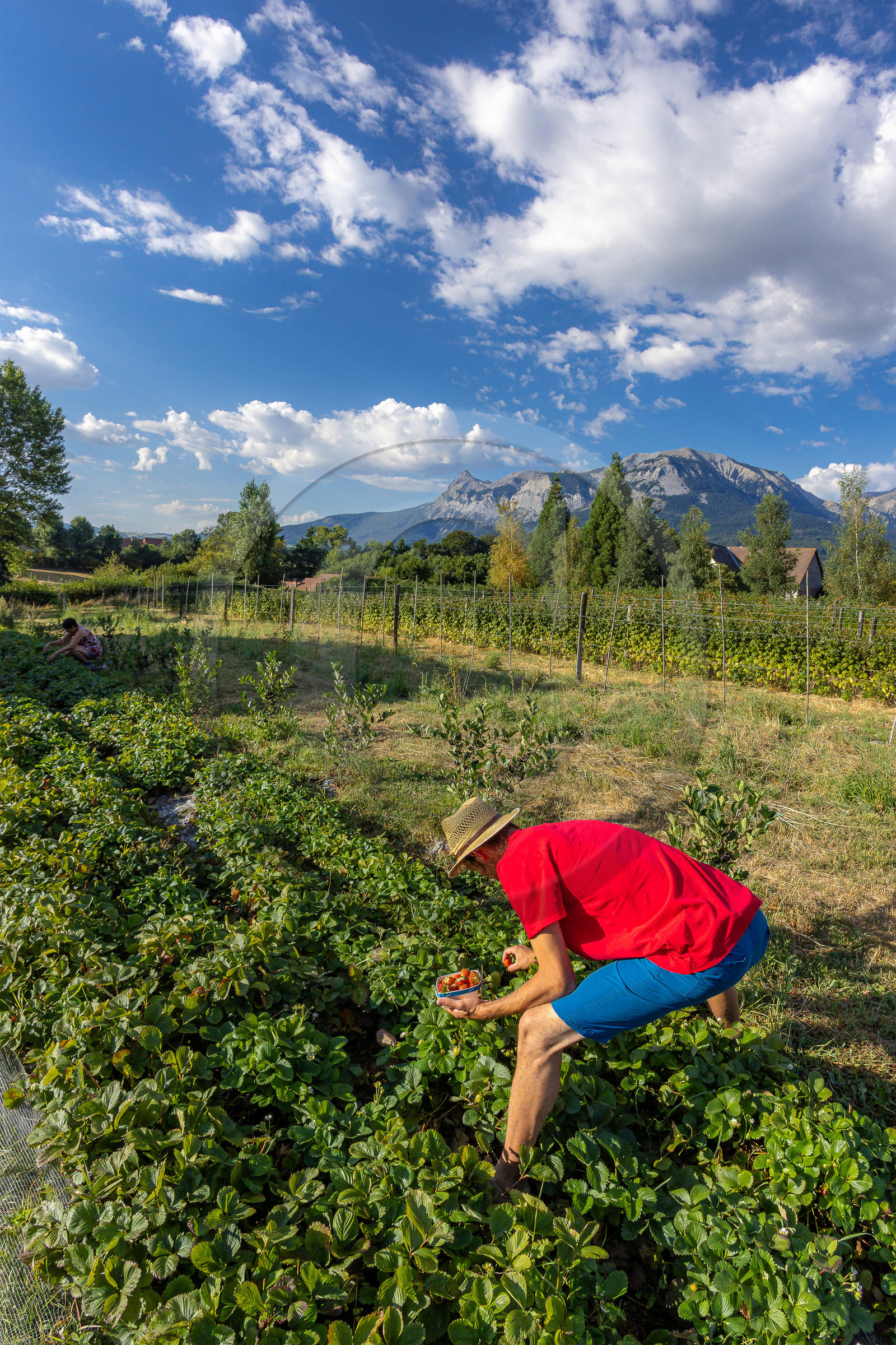 Ecrins de fruits, producteur de fruits rouges