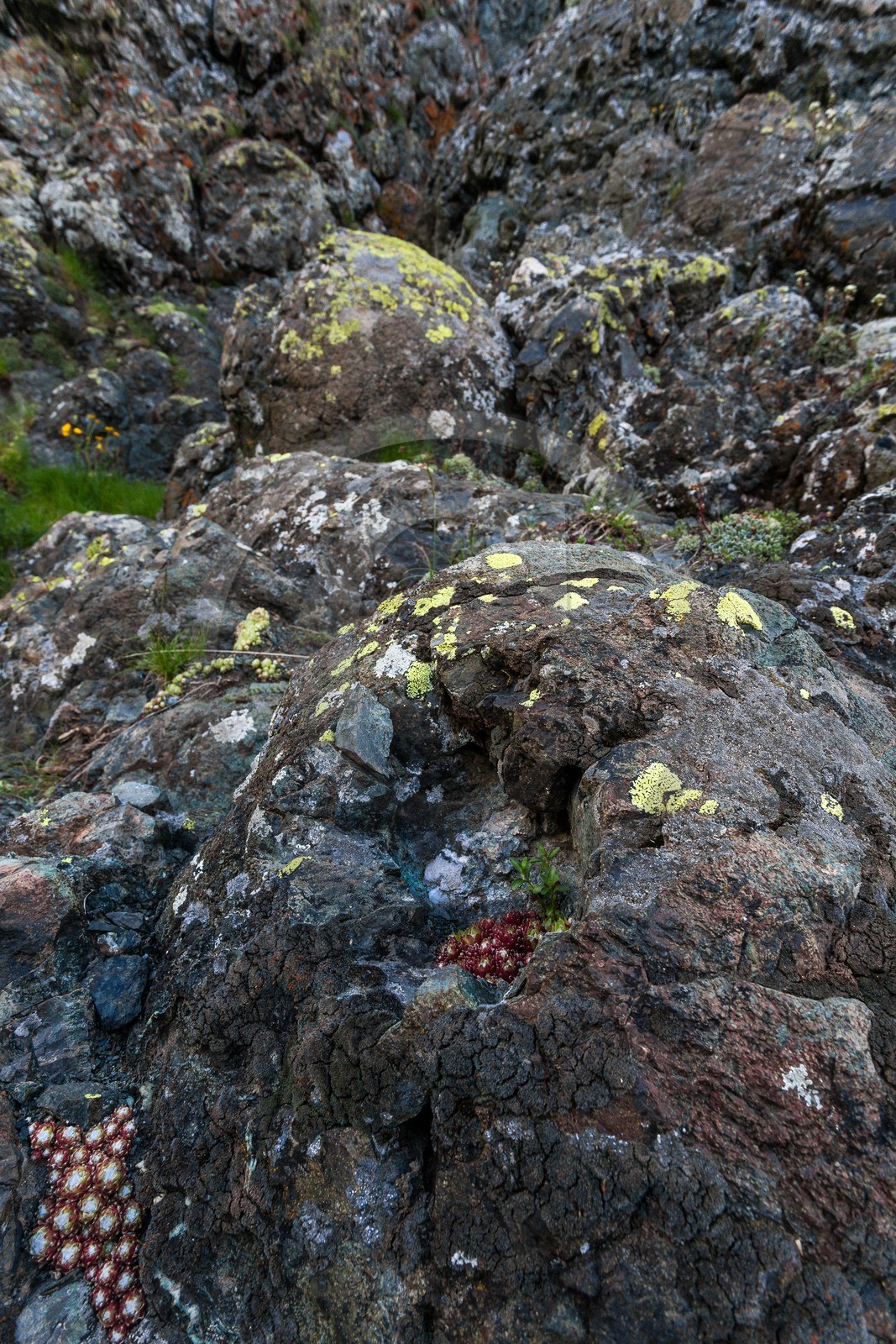 Montgenèvre, Le Chenaillet, ophiolites