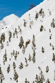 Bouquetin, ou bouquetin des Alpes (Capra ibex)
