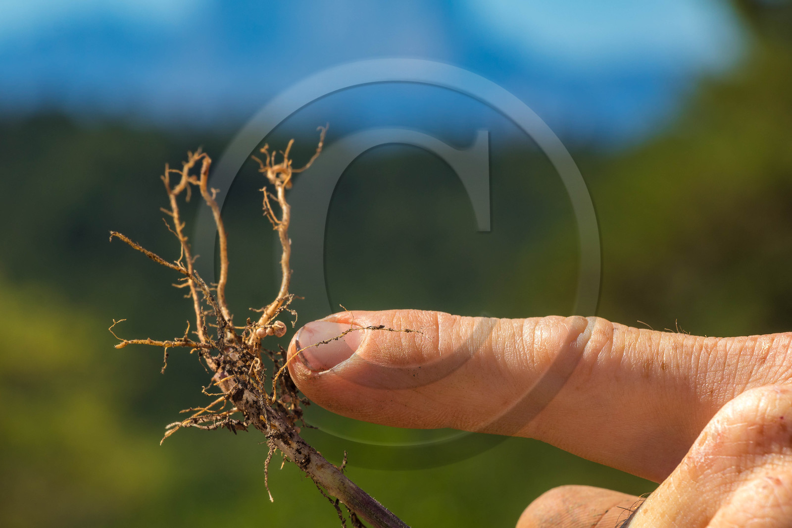 Pascal Aspe, Parc écologique Terre Vivante