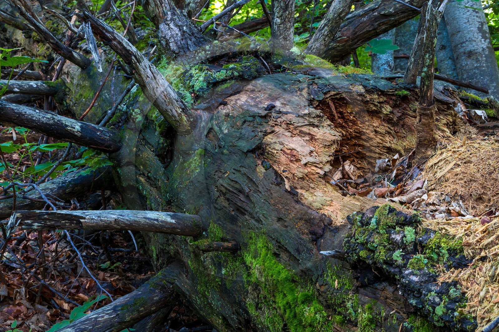 Bois du Chapitre, forêt domaniale de Gap-Chaudun