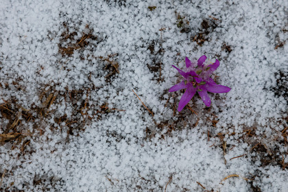 Crocus