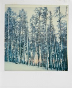 Exposition Arbres et petites forêts, éloge de la biodiversité