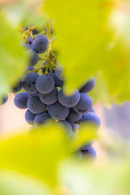 Domaine du Mont Guillaume, cépage le Mollard