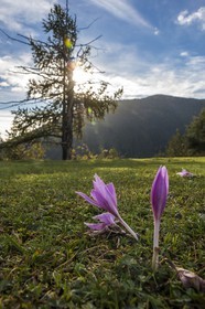 Vallée de la Tinée, Roubion-Les Buisses, le Puy, colchiques à Fortunette