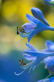 Les jardins de l'eau du Pré Curieux