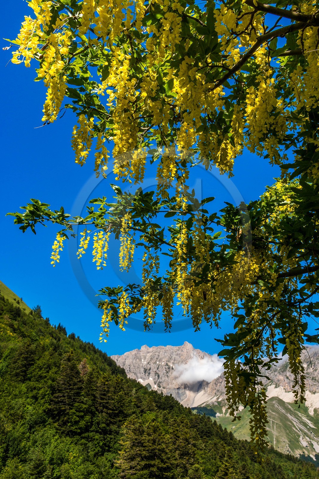 Bois du Chapitre, forêt domaniale de Gap-Chaudun