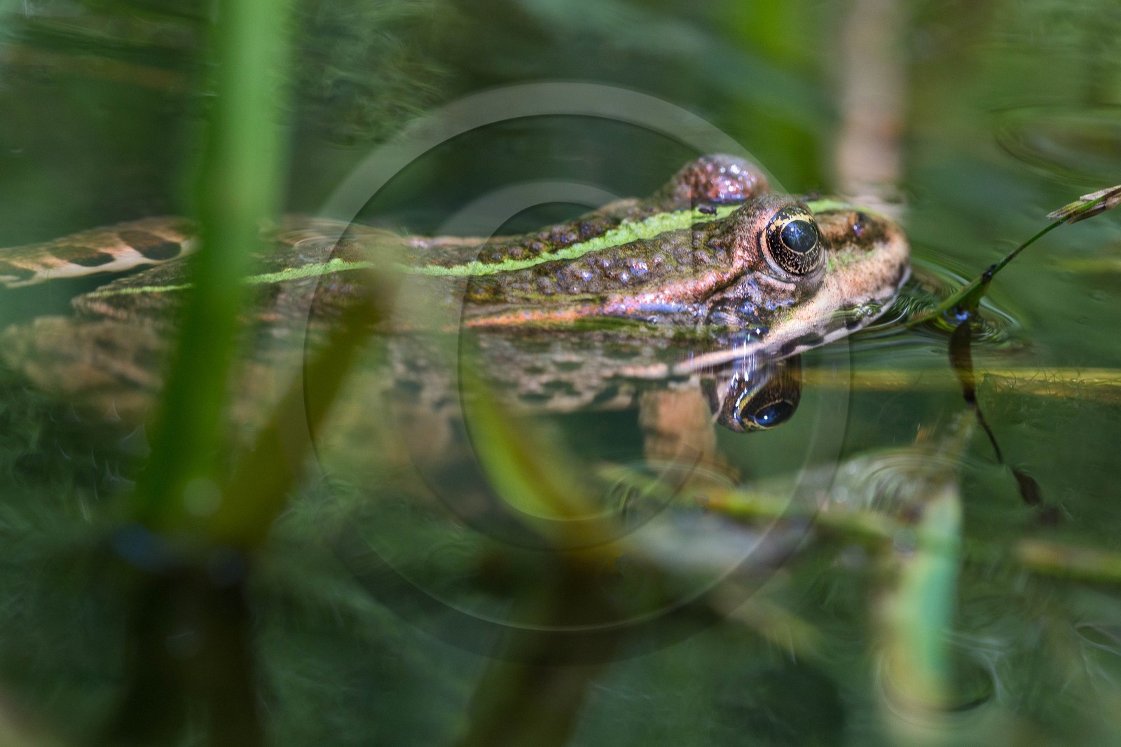 ENS de l'Isère, Vieille morte de Bourg d'Oisans