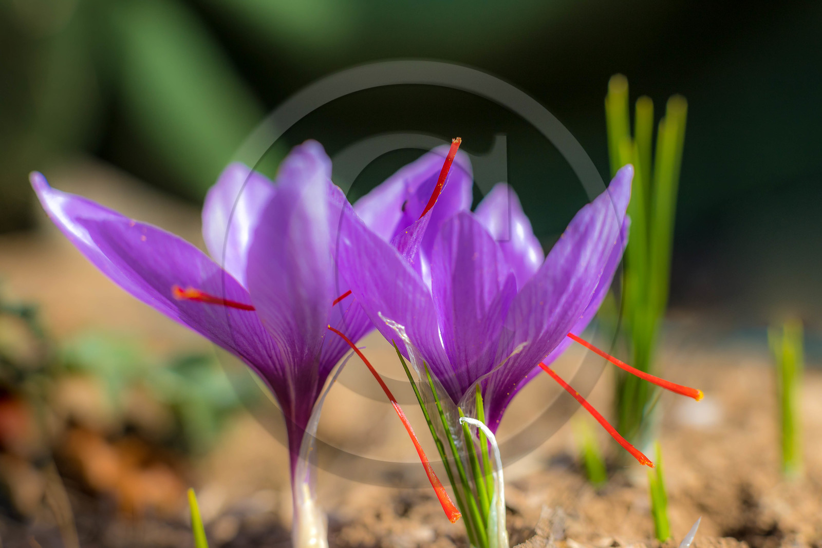 Melissa Bertrand-Pellisson,  safranière