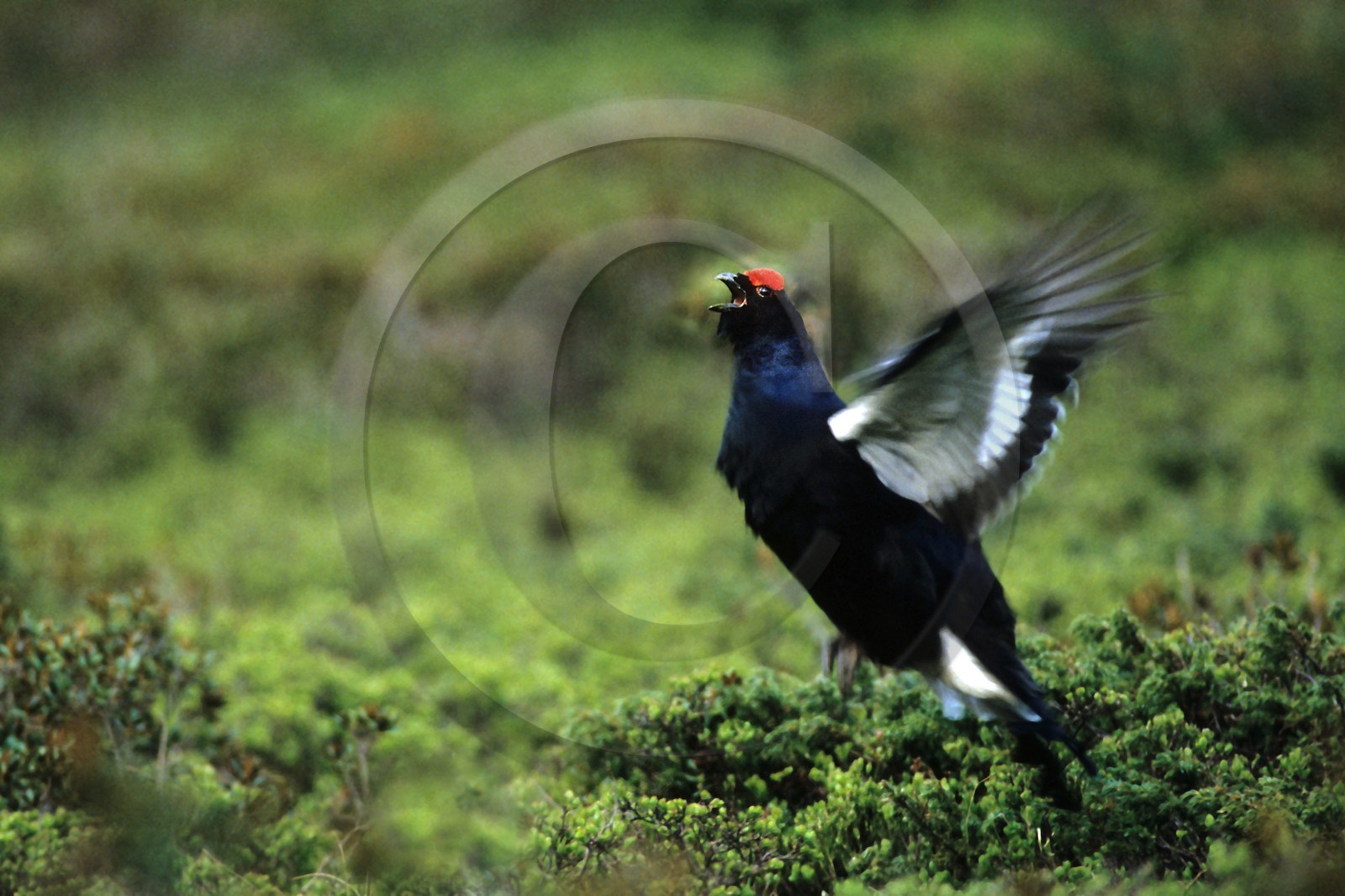 Tétras lyre, Petit coq de bruyère, Tetrao tetrix