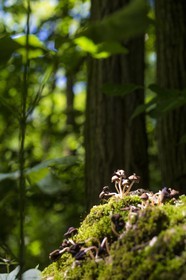 ENS de l'Isère, Boucle de la Taillat