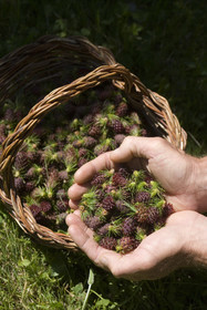 Cône femelle de mélèze (larix décidua)