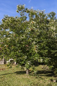 Valdeblore, Saint-Dalmas, chataigneraie de Monsieur Morino
