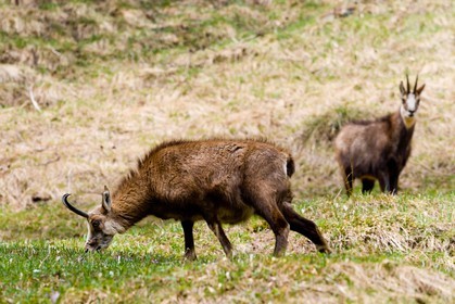 Chamois, Rupicapra rupicapra