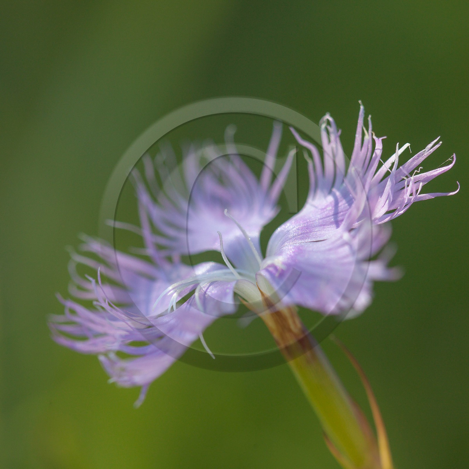 Œillet de Montpellier, Dianthus hyssopifolius