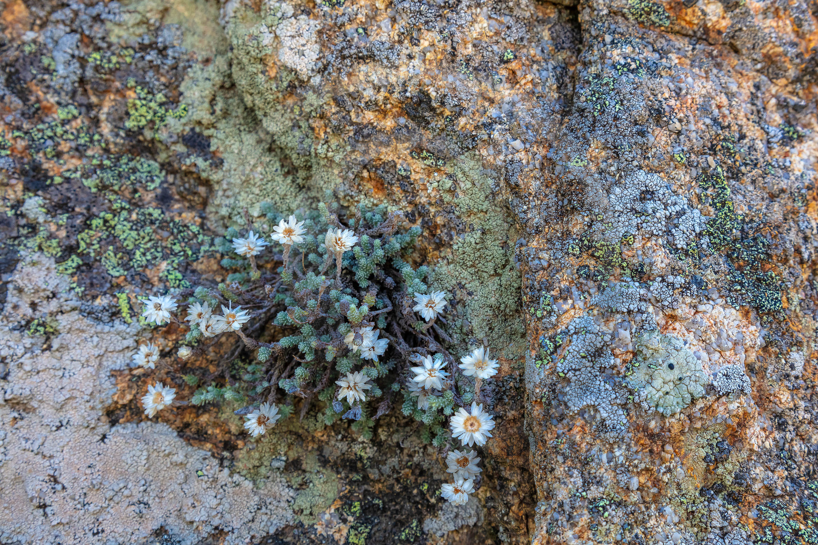 Les Aiguilles de Bavella (forchi di Bavedda )