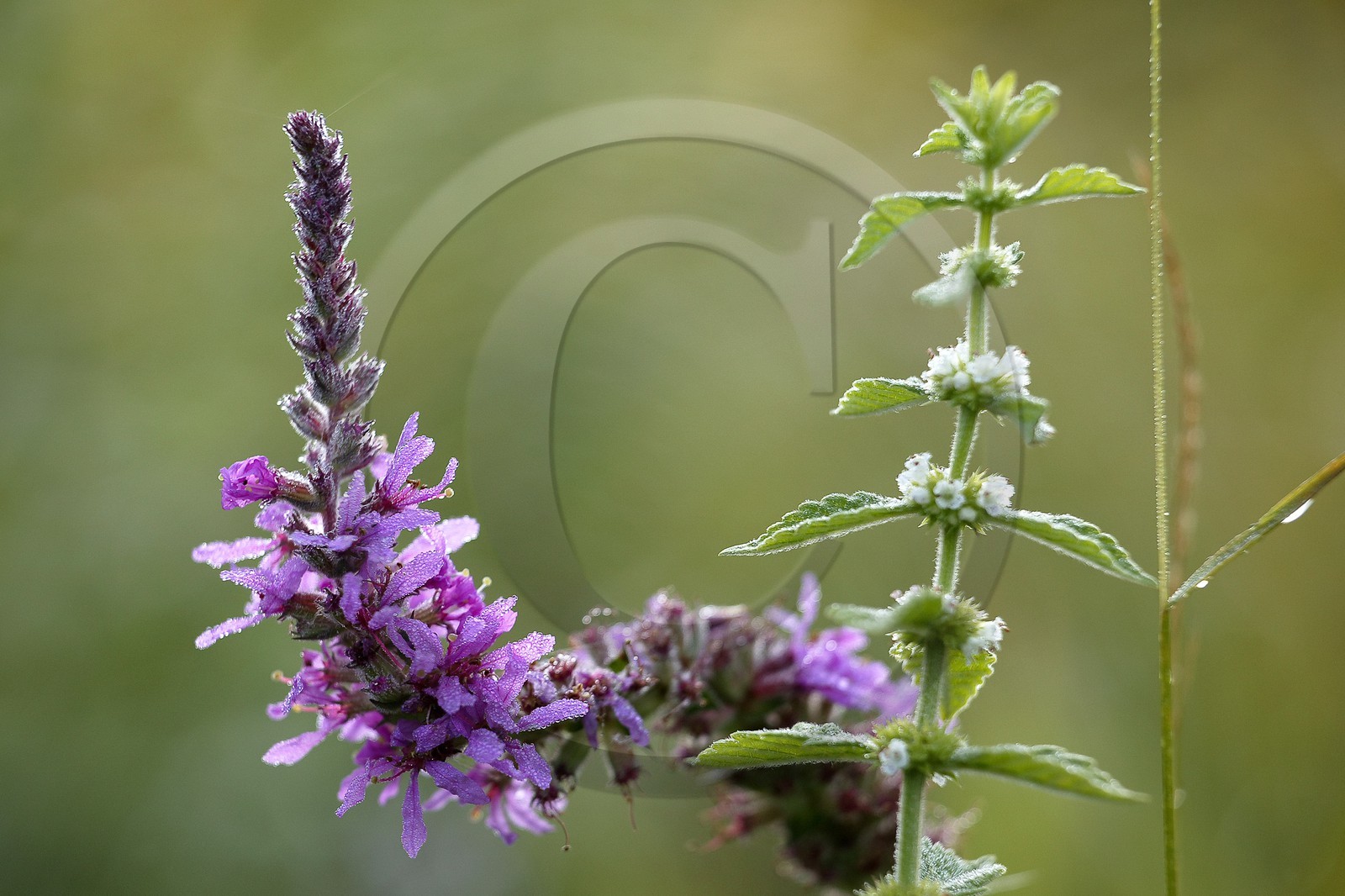 Lythrum salicaire et Marrube blanc, Lythrum salicaria et Marrubium vulgare