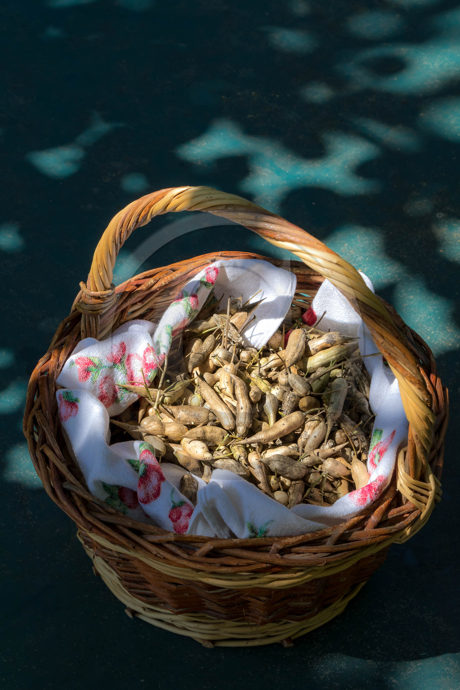 Graines de radis noir