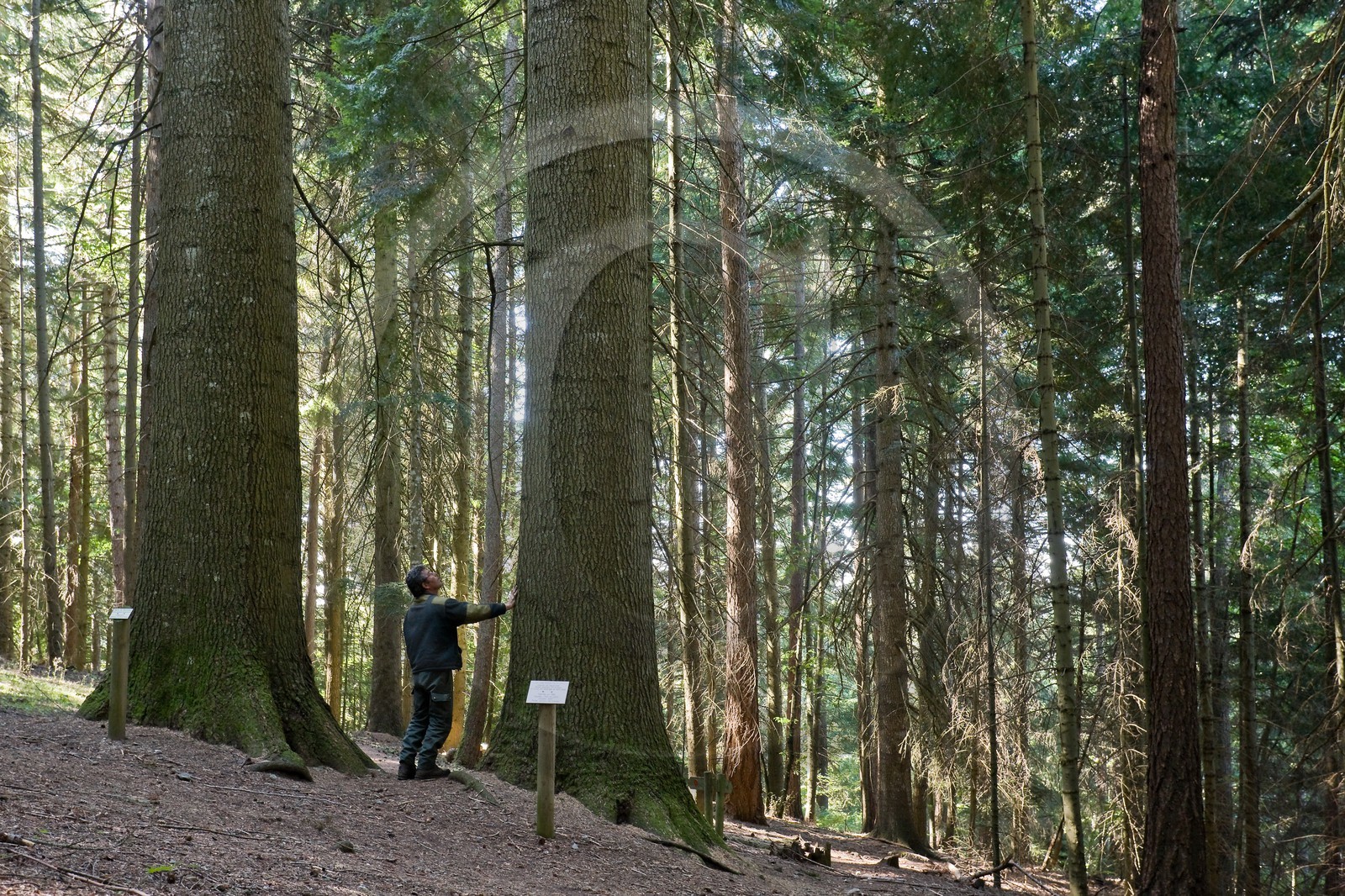 Parc national des Cévennes, forêt du Mont Aigoual, Les 2 géants de la Foux, Sapin de Vancouver, Abies Grandis