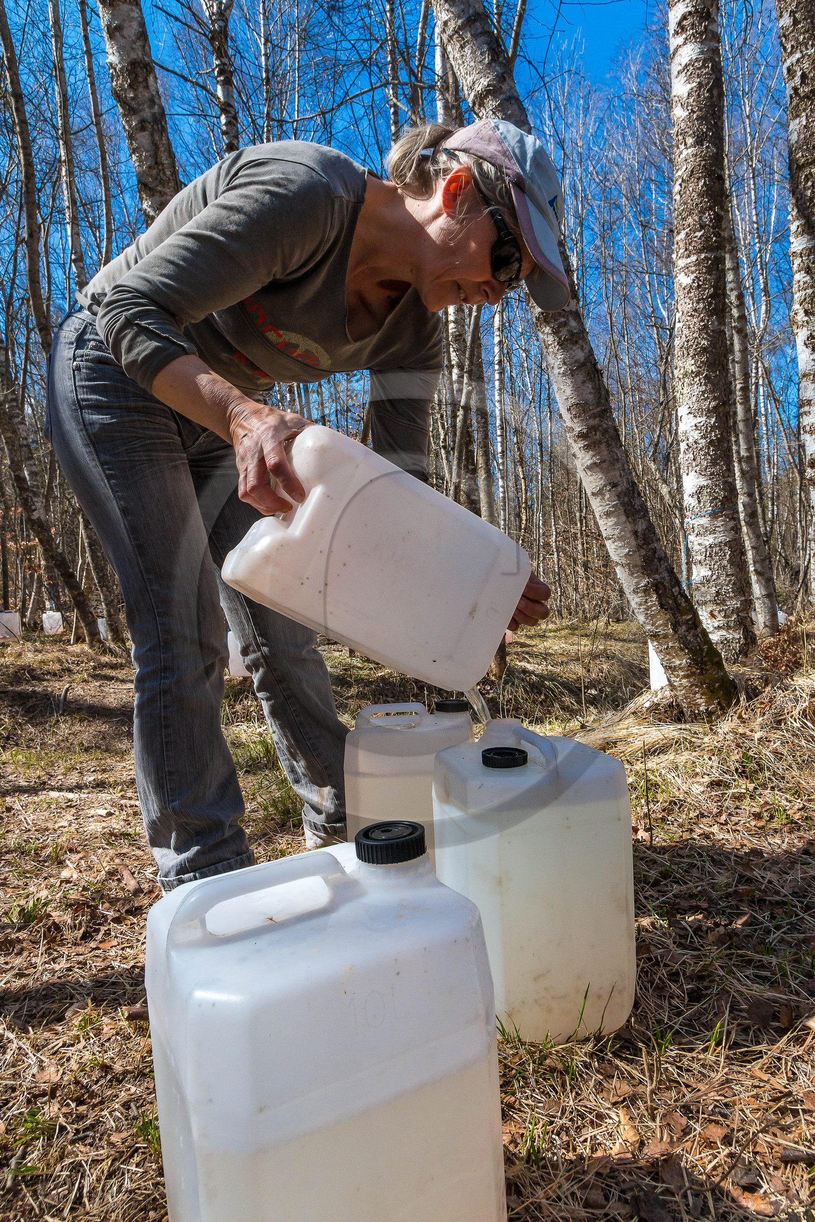 Récolte de sève de bouleau