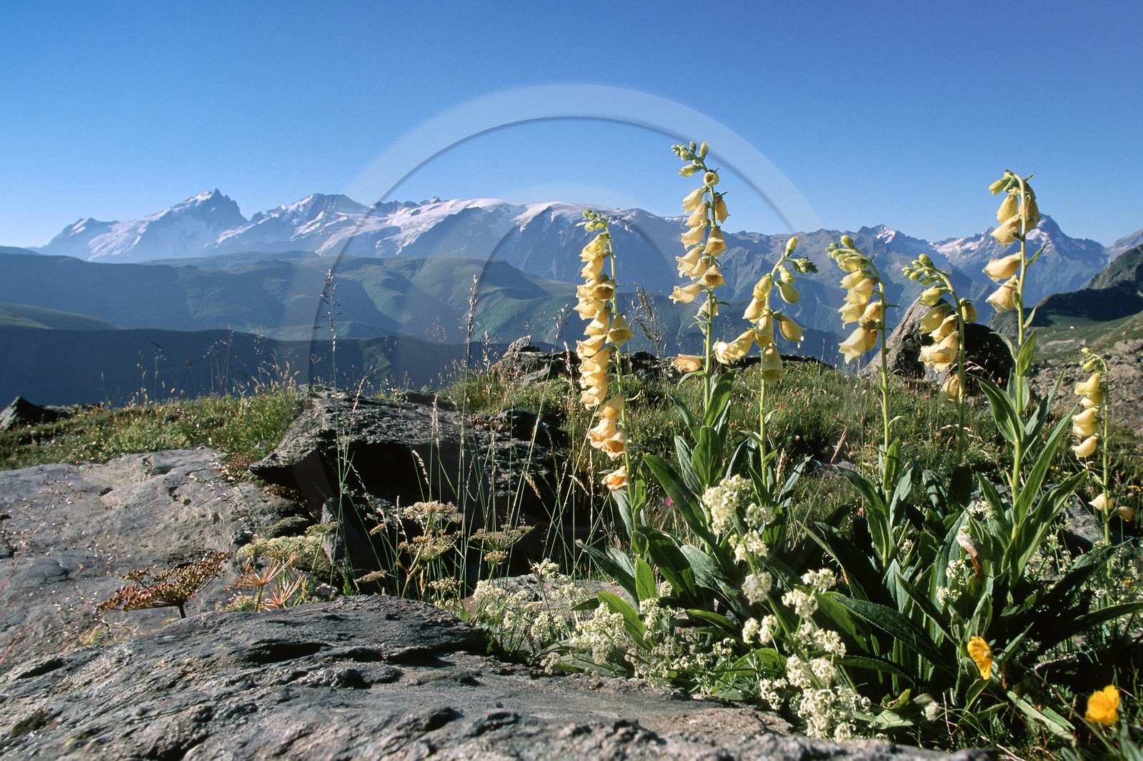 Digitale Jaune, Digitalis lutea