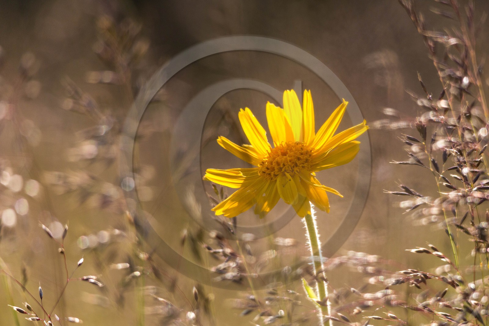 Arnica des montagnes, Arnica montana