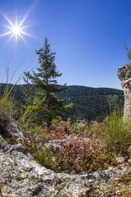 ENS de l'Isère, Plateau de la Molière et du Sornin