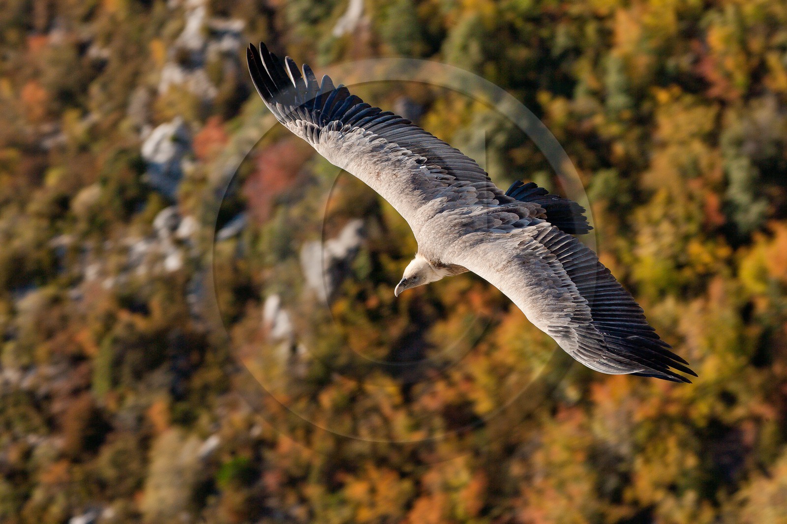 Vautour fauve, Gyps fulvus