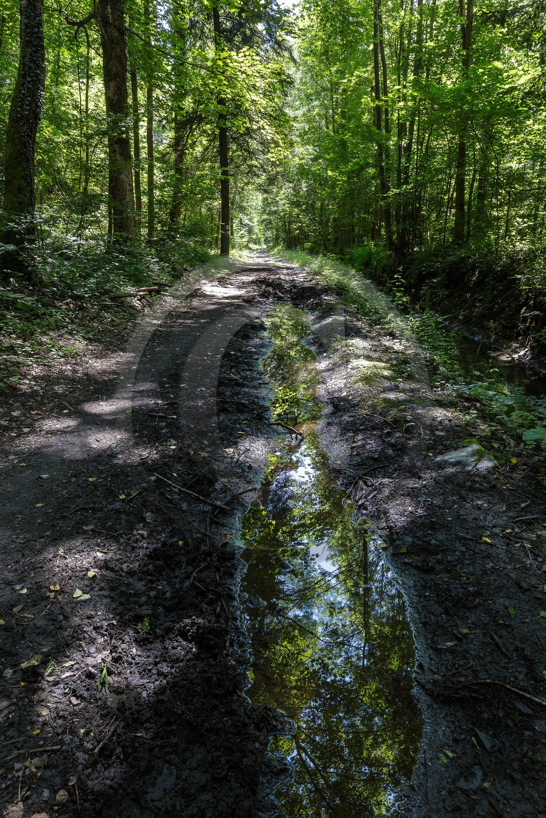 ENS de l'Isère, Vieille morte de Bourg d'Oisans