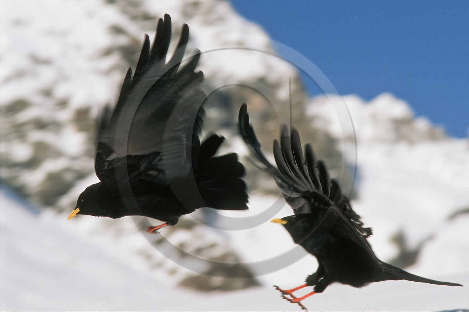 Chocard à bec jaune, Pyrrhocorax graculus