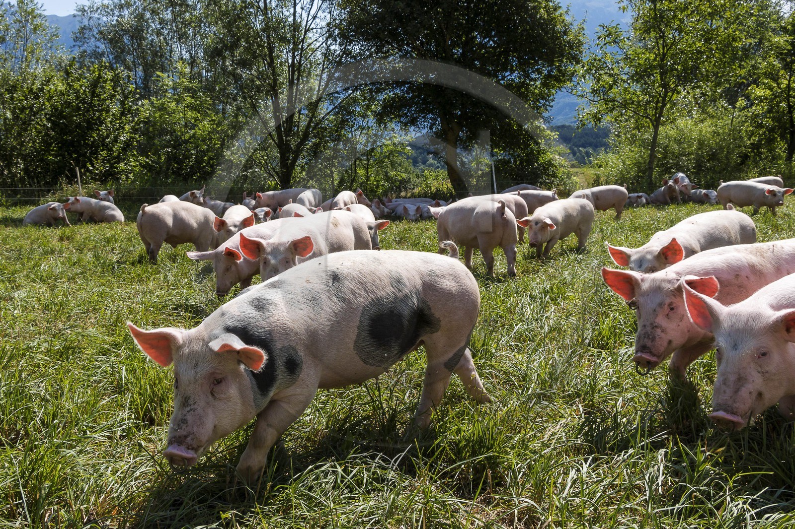 Vallée du Champsaur, Ferme des Coupaïrou, Guillaume Barban