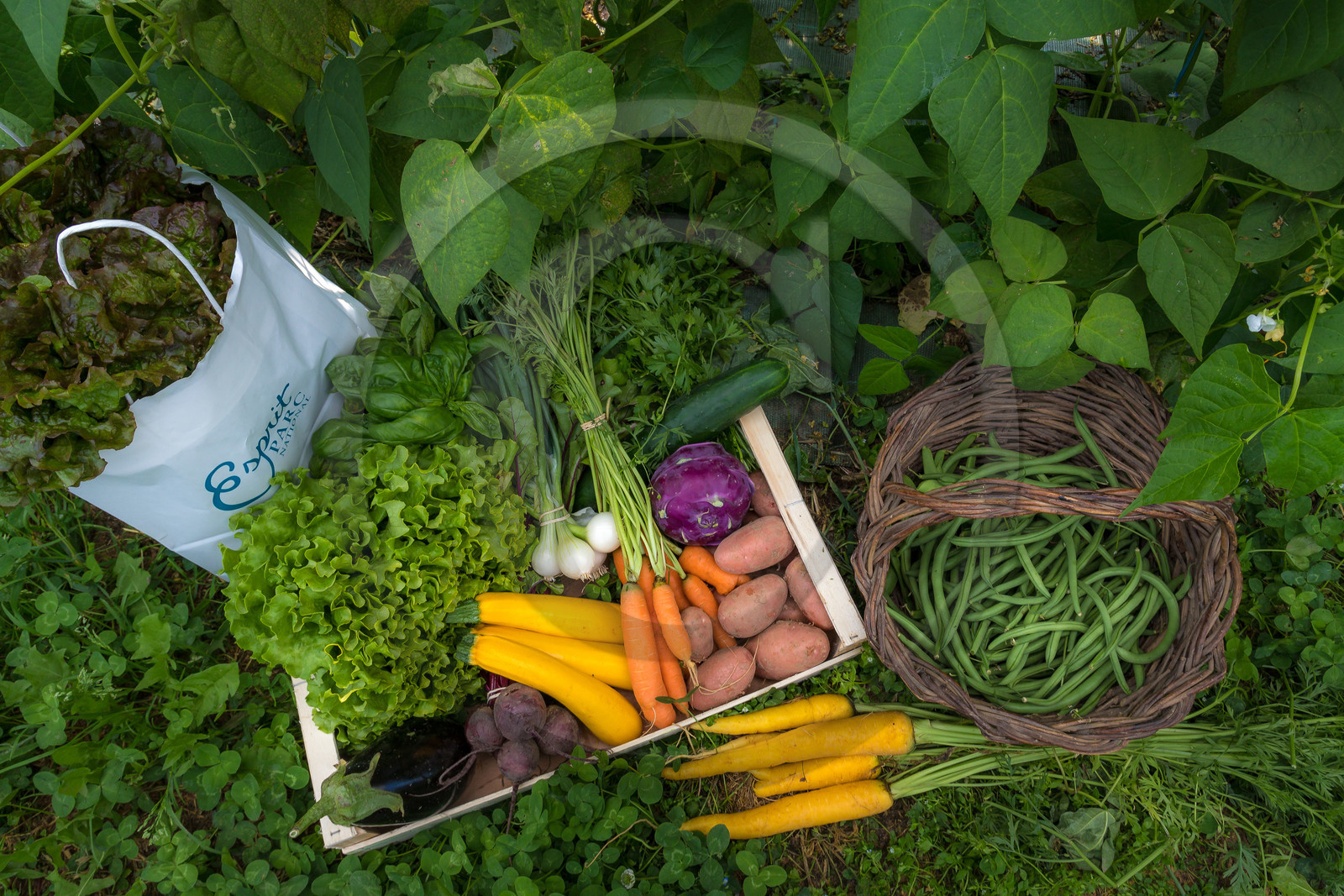 LéguMontagne, Sylvie Jaussaud et  Bertille Gieu, Maraîchères bio