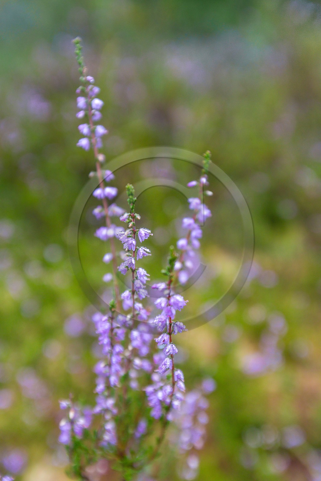 ENS de l'Isère, Tourbière des Planchettes