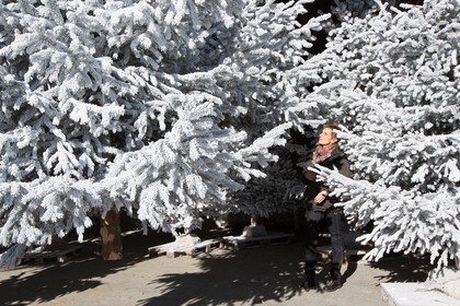 Pépinière Robin, producteur de sapin de Noël, Christine Robin