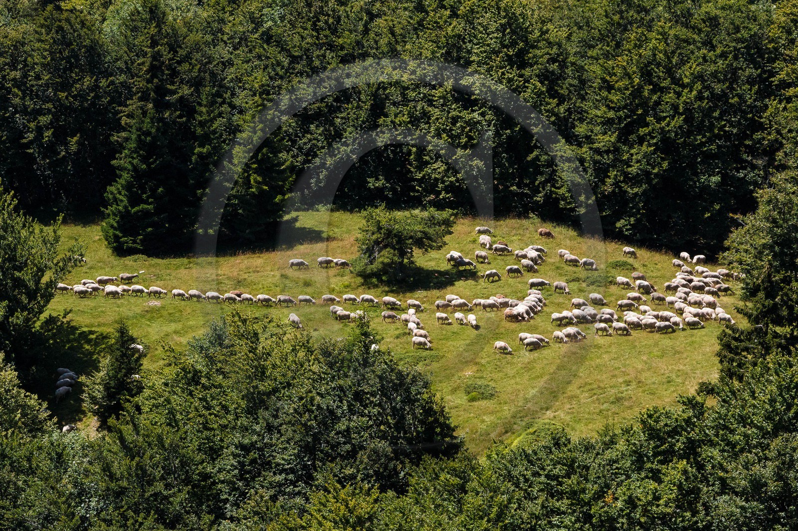 ENS de l'Isère, Plateau de la Molière et du Sornin, du plateau de Sornin