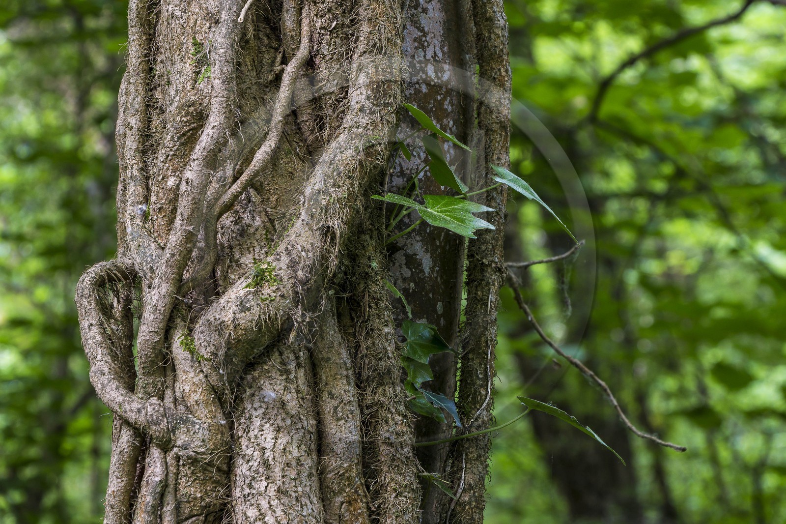 ENS de l'Isère, bois de la Bâtie