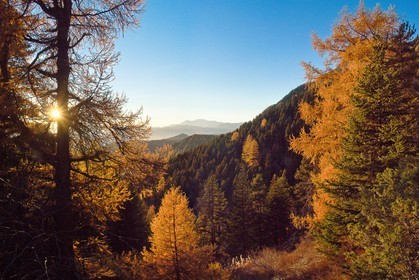 Forêt du Sapet