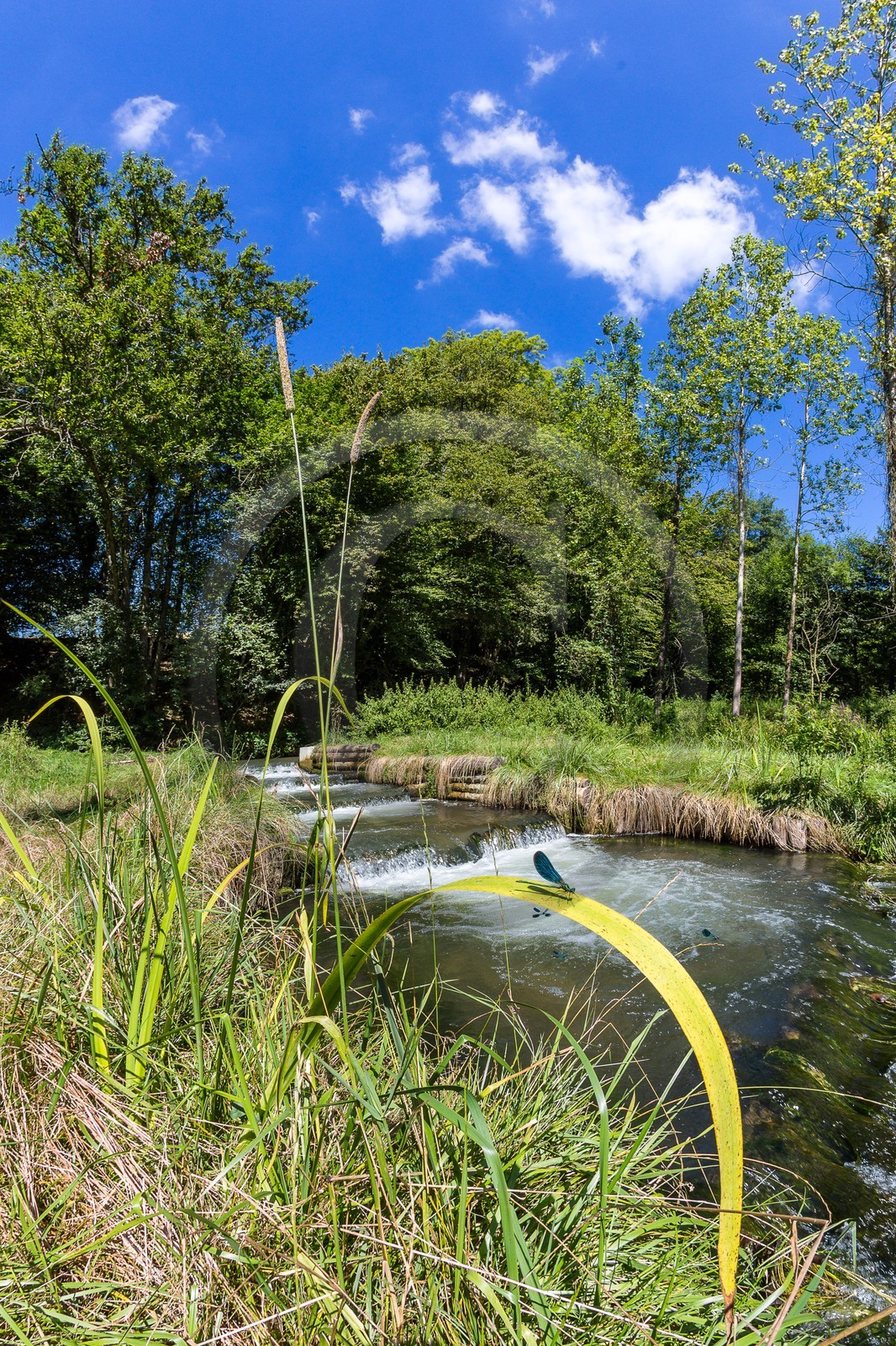 ENS de l'Isère, étang de Cote Manin