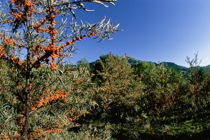 Argousier