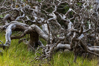 Les Monges, forêt domaniale des Monges