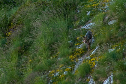 Film : La vallée des loups